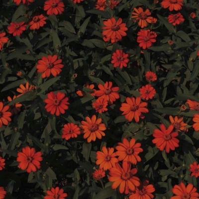 电玩城金鲨银鲨