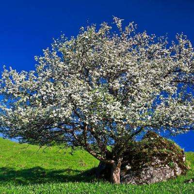 足球竞彩app下载手机版