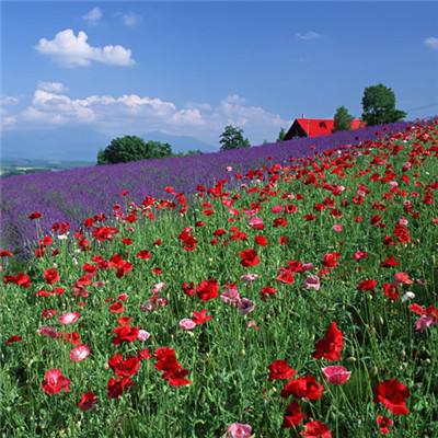 利澳平台注册开户